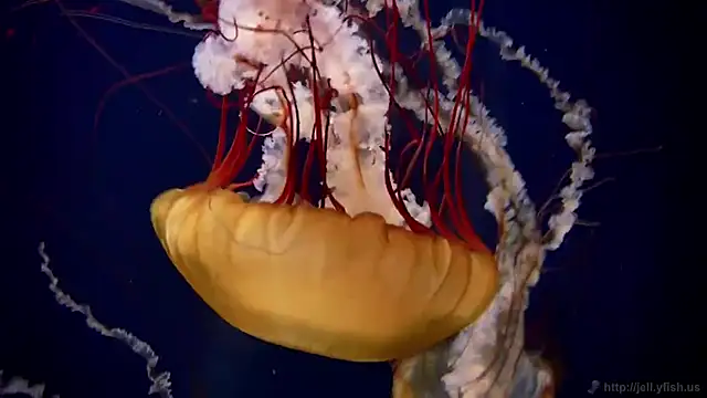 streamy test11 online show from 03/02/26, 08:10