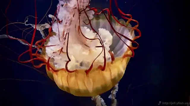 streamy test11 online show from 03/04/26, 02:45