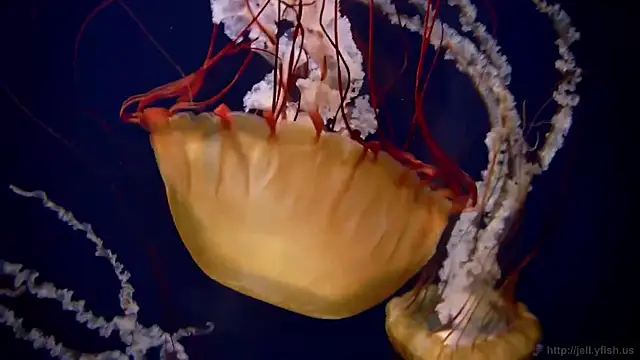 streamy test11 online show from 03/18/26, 04:32