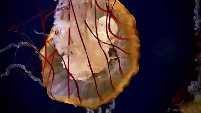 streamy test11 online show from 03/31/26, 07:31