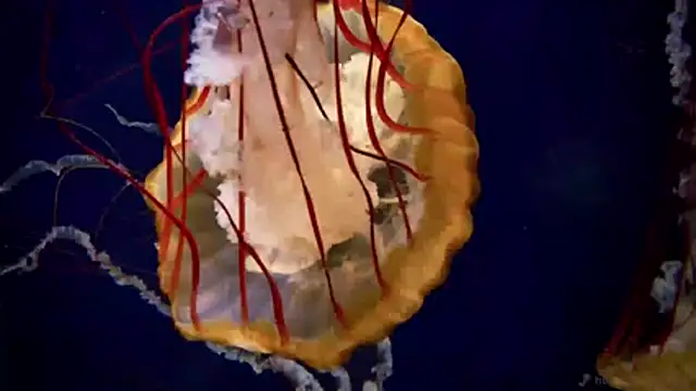 streamy test11 online show from 04/06/26, 11:22