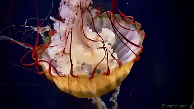 streamy test11 online show from 04/07/26, 09:32