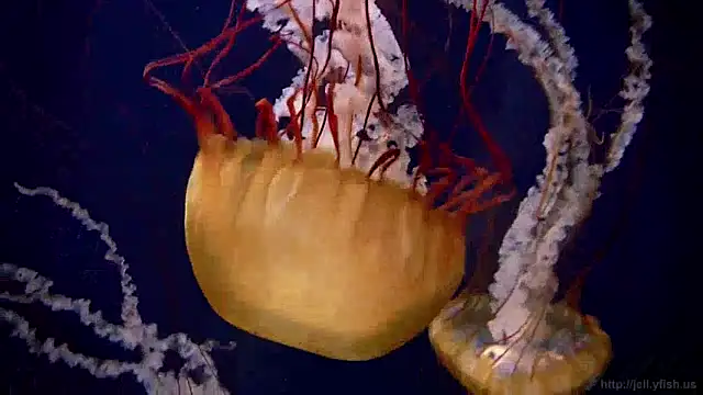 Snapshot of streamy_test12 chatting on 12/24/24, 08:11 streamy test12 online show from 12/24/24, 08:11