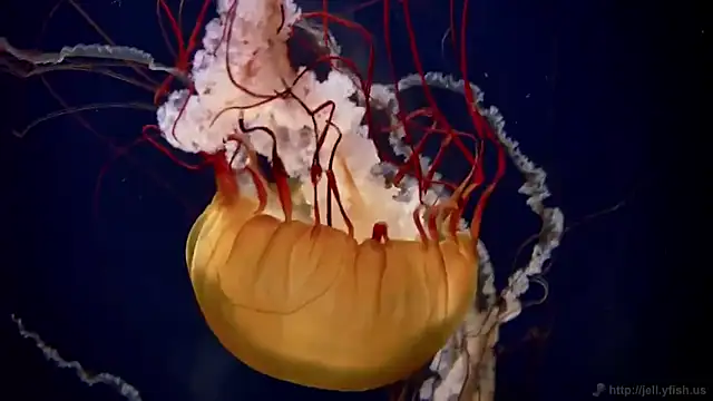 Snapshot of streamy_test12 chatting on 10/02/25, 08:21 streamy test12 online show from 10/02/25, 08:21