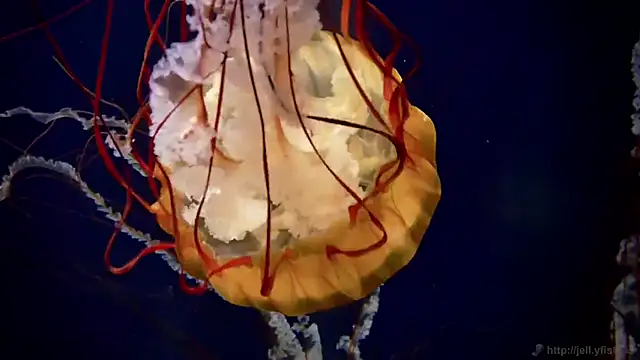 Snapshot of streamy_test12 chatting on 10/22/25, 08:36 streamy test12 online show from 10/22/25, 08:36