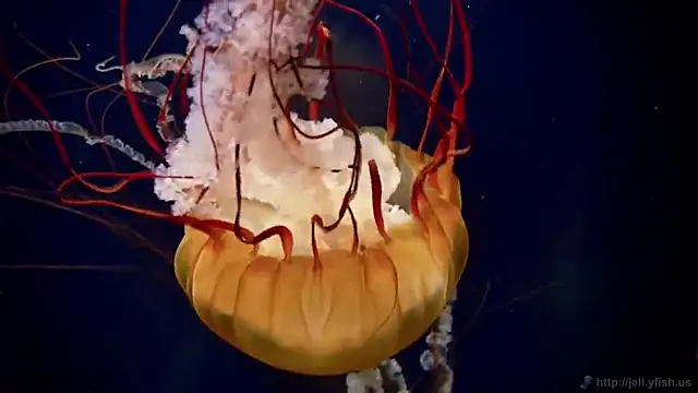 streamy test12 online show from 12/14/25, 10:53