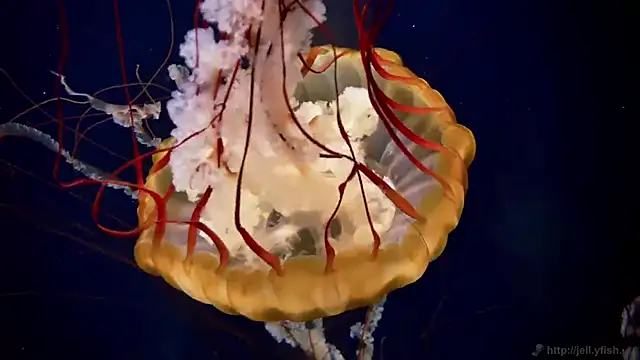 streamy test12 online show from 12/17/25, 09:59