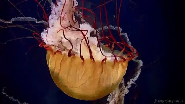 Snapshot of streamy_test13 chatting on 12/02/24, 08:09 streamy test13 online show from 12/02/24, 08:09