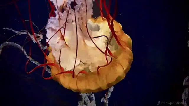 Snapshot of streamy_test13 chatting on 12/05/24, 08:11 streamy test13 online show from 12/05/24, 08:11