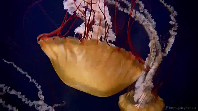 Snapshot of streamy_test13 chatting on 12/17/24, 08:12 streamy test13 online show from 12/17/24, 08:12