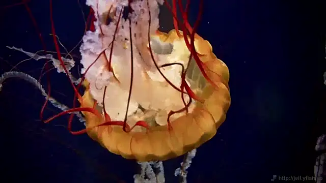 Snapshot of streamy_test13 chatting on 01/23/25, 08:15 streamy test13 online show from 01/23/25, 08:15