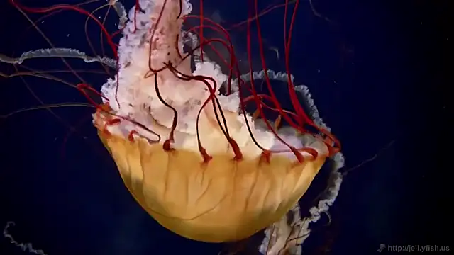 Snapshot of streamy_test13 chatting on 03/20/25, 08:31 streamy test13 online show from 03/20/25, 08:31