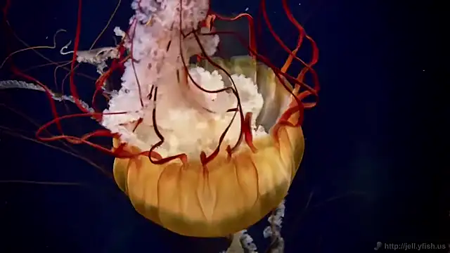 Snapshot of streamy_test13 chatting on 09/09/25, 08:25 streamy test13 online show from 09/09/25, 08:25