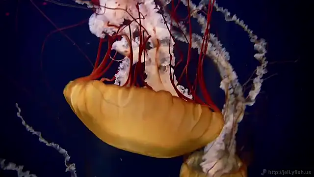 Snapshot of streamy_test13 chatting on 10/20/25, 01:55 streamy test13 online show from 10/20/25, 01:55