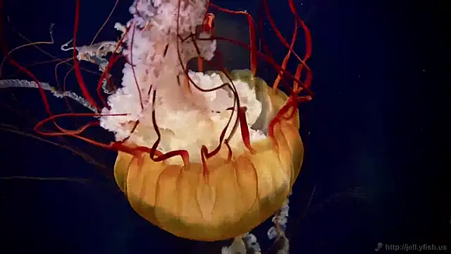 streamy test15 online show from 12/03/24, 10:06