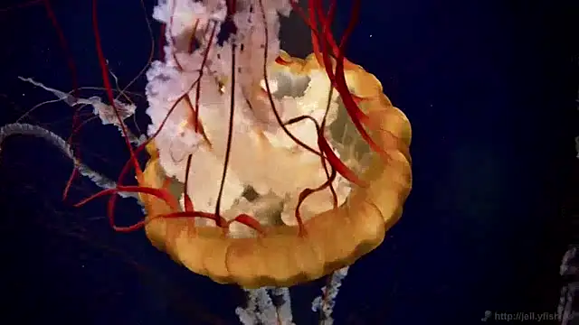 streamy test15 online show from 12/09/24, 08:11