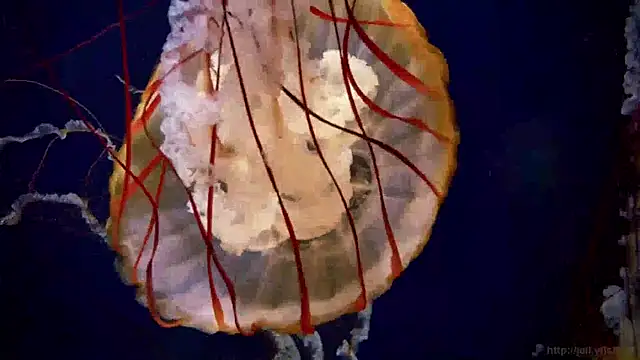 streamy test15 online show from 01/14/25, 08:20