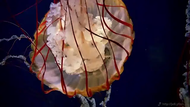 streamy test15 online show from 09/24/25, 07:55