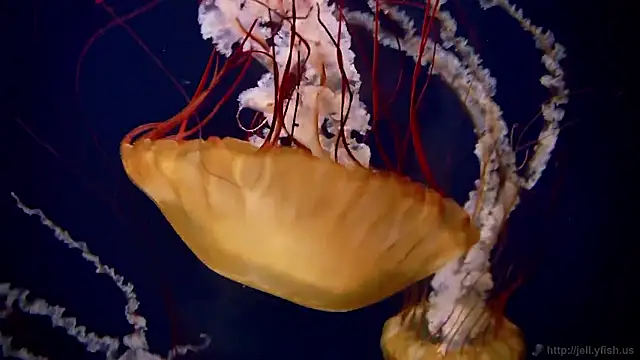 streamy test15 online show from 10/30/25, 04:08