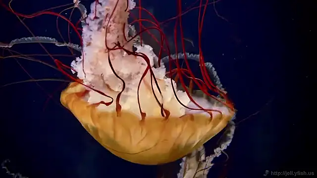 streamy test15 online show from 10/31/25, 08:37