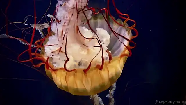 streamy test15 online show from 11/04/25, 11:53