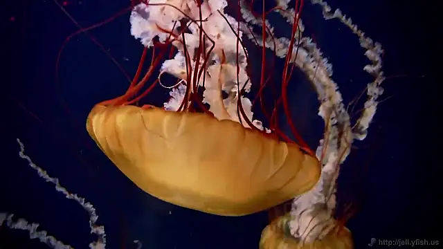 streamy test15 online show from 11/07/25, 01:22