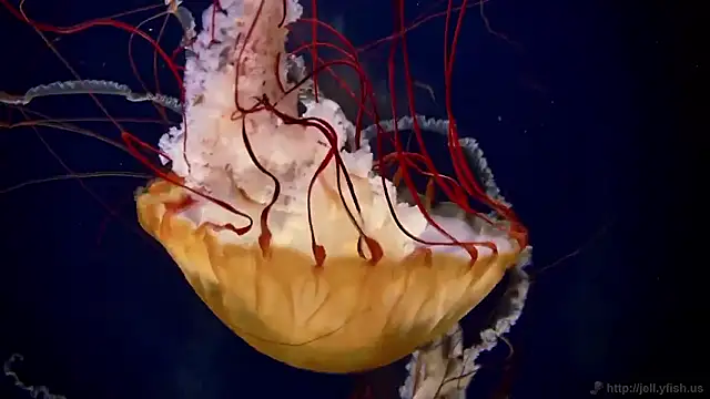 streamy test15 online show from 11/13/25, 11:53