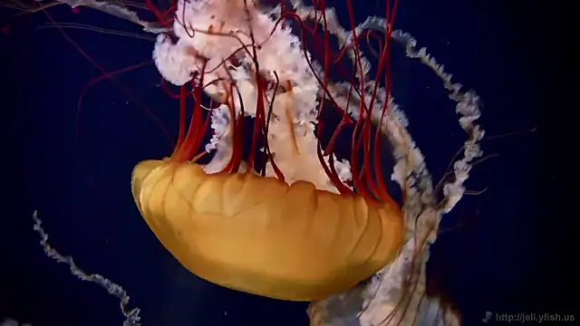 streamy test15 online show from 11/24/25, 12:27