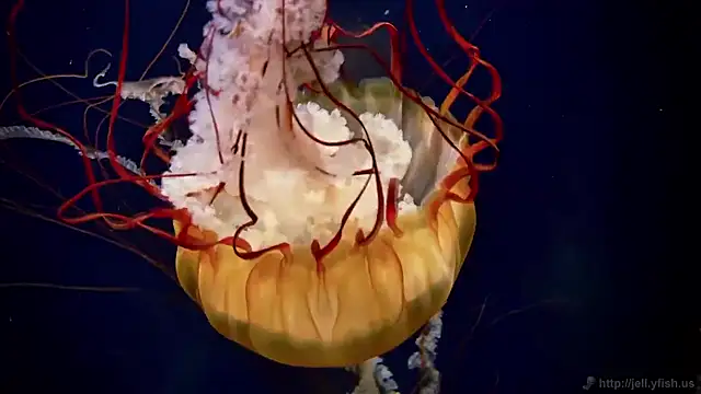 streamy test15 online show from 11/27/25, 03:14