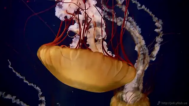 streamy test15 online show from 12/15/25, 09:35