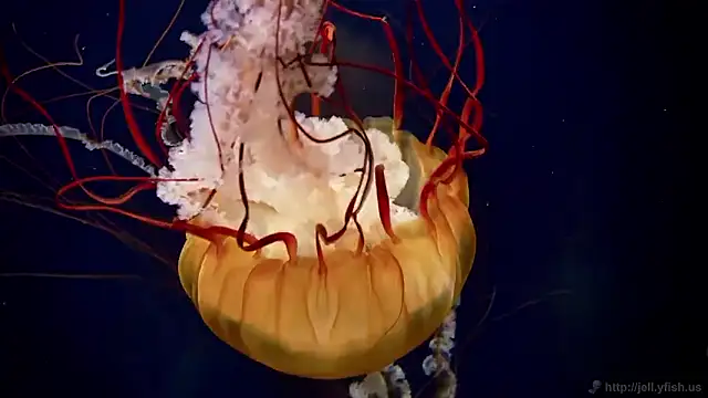 streamy test15 online show from 12/17/25, 12:11