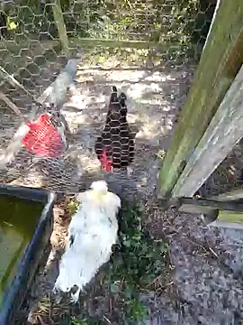 Mistress Melissa online show from 02/04/25, 06:06