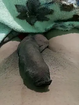 king cum  online show from 01/12/25, 10:23