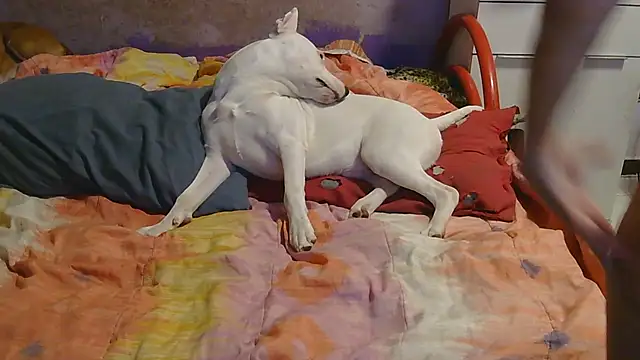 couplemilf2 online show from 12/06/24, 11:25