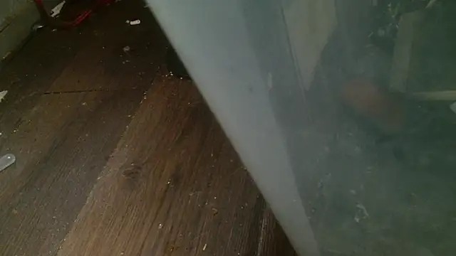 Snapshot of Gigadickman chatting on 02/27/25, 04:31 Gigadickman online show from 02/27/25, 04:31