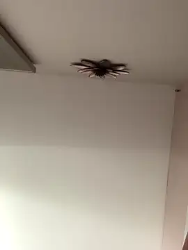 Larabrooks online show from 10/09/25, 07:01