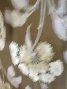 Snapshot of Raat_ki_rani_ chatting on 01/04/25, 05:05 Raat ki rani online show from 01/04/25, 05:05