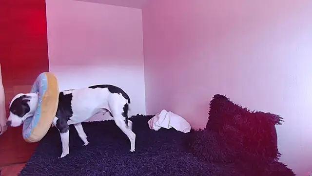 Snapshot of bellatrix25 chatting on 01/30/25, 06:10 bellatrix25 online show from 01/30/25, 06:10