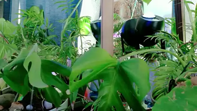 NinasNylonz online show from 04/27/26, 11:47