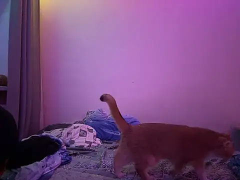 NimFF123 online show from 01/29/25, 12:54