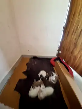 inba99tamil online show from 09/18/25, 06:37