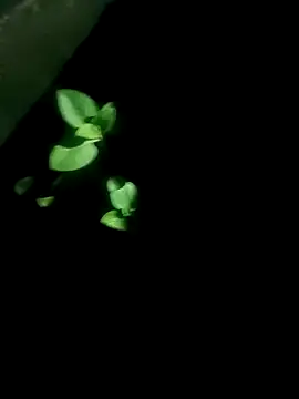 Snapshot of AloneDick chatting on 10/17/25, 01:03 AloneDick online show from 10/17/25, 01:03