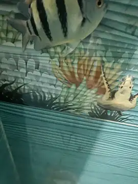 Mr joh online show from 11/07/25, 06:02