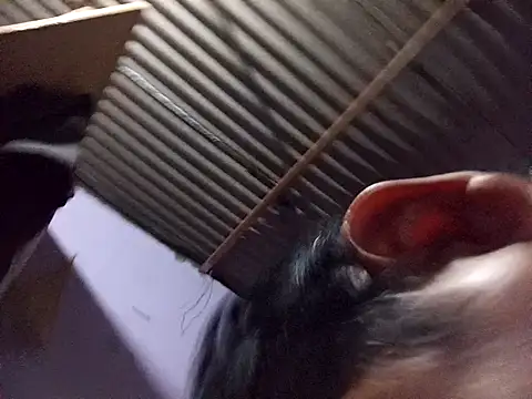 ardiente47 online show from 01/13/26, 05:24