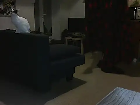 Lauzo21 online show from 03/05/25, 03:51