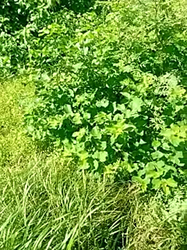 Khaleyssi online show from 03/02/26, 07:32