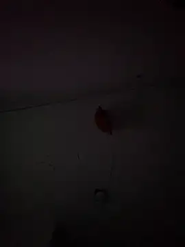 Carolinen online show from 02/03/25, 09:50