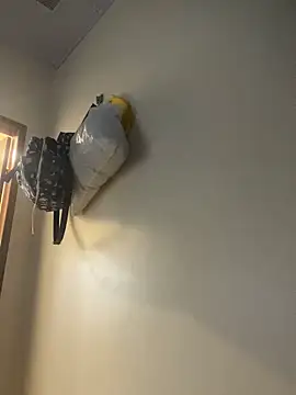 Carolinen online show from 04/01/26, 08:28