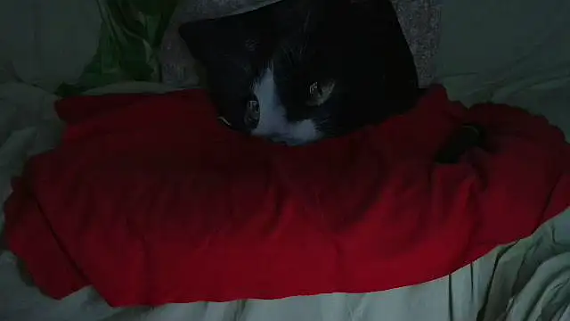 VeneRed online show from 09/21/25, 09:49