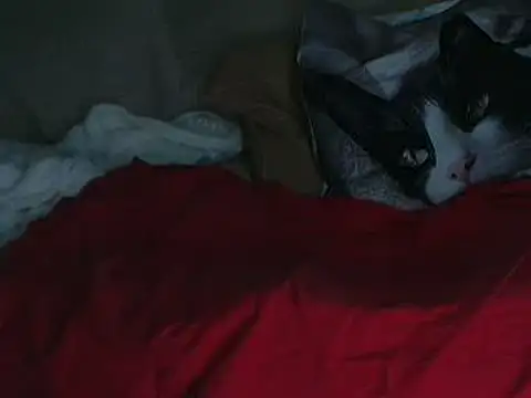 VeneRed online show from 10/11/25, 07:45